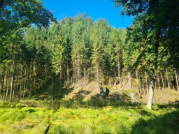 Pine forest